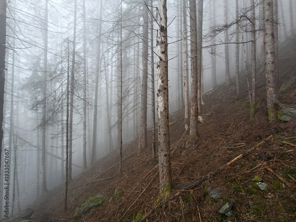 Obraz premium Norway Spruce with Black Woodpecker Marks and Bark Beetle Infestation in the Italian Alps 