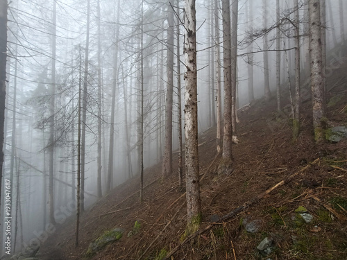 Norway Spruce with Black Woodpecker Marks and Bark Beetle Infestation in the Italian Alps
