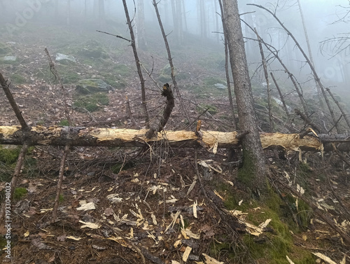 Norway Spruce with Black Woodpecker Marks and Bark Beetle Infestation in the Italian Alps
