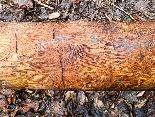 Norway Spruce with Black Woodpecker Marks and Bark Beetle Infestation in the Italian Alps

