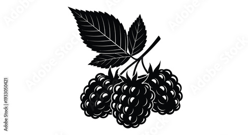 A striking black silhouette depicts a cluster of ripe raspberries with detailed leaf veins and stem silhouette high quality