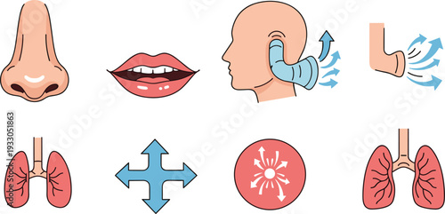 Human Respiratory System and Sensory Organs Set with Nose, Mouth, Lungs, Ear Anatomy, and Breathing Airflow Vector Illustration.