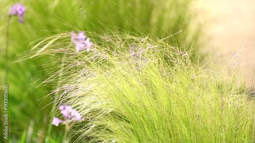 Mexican feather grass in modern garden, gardening, landscaping, design. Stipa tenuissima Pony Tails, Nassella, slow motion