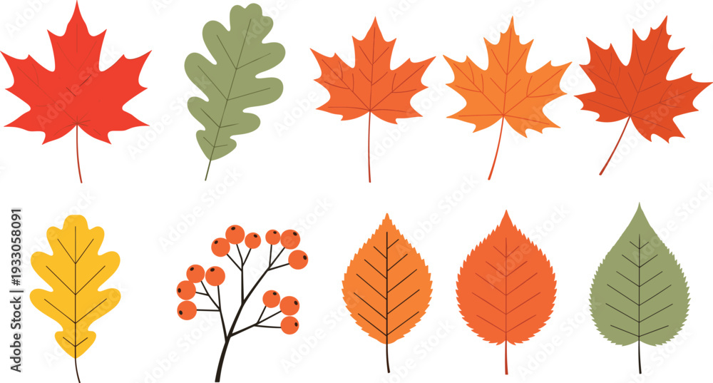 Naklejka premium Autumn Fall Leaves and Berries Vector Set with Maple, Oak, and Seasonal Foliage Illustration