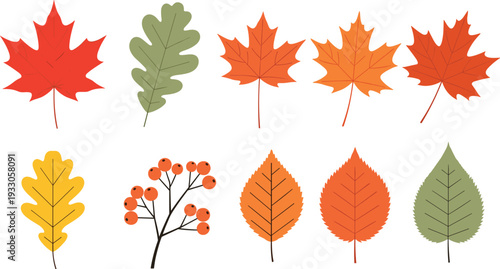 Autumn Fall Leaves and Berries Vector Set with Maple, Oak, and Seasonal Foliage Illustration