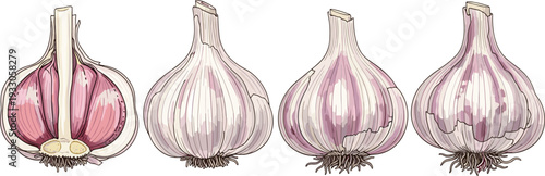 Garlic bulb illustration set. Hand drawn whole and cut garlic cloves. Vintage botanical vegetable engraving isolated on white background.