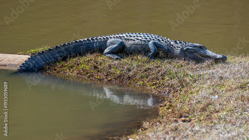 American alligator in a North Carolina swamp