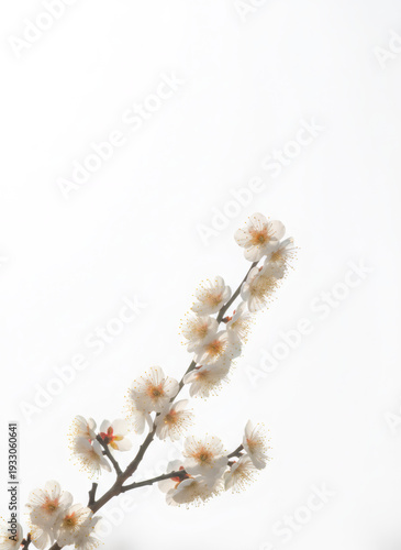 Blossom branch with white flowers on a clean bright background for spring design. Seasonal nature beauty concept for greeting card.
