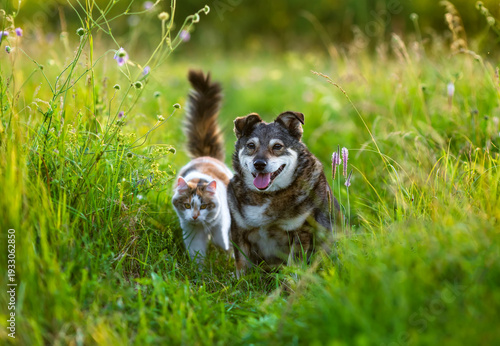 Two friends domestic cat and dog walking in sunny summer meadow on green grass