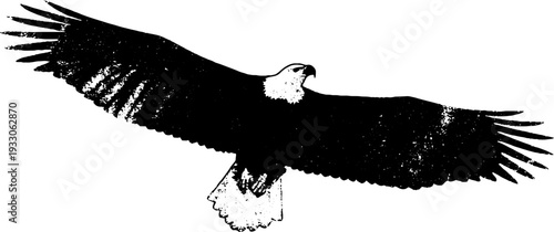 Majestic eagle in ornamental frame black and white ink drawing for design