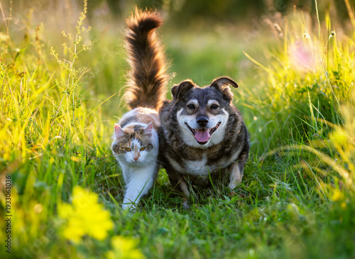 Two friends domestic cat and dog walking in sunny summer meadow on green grass