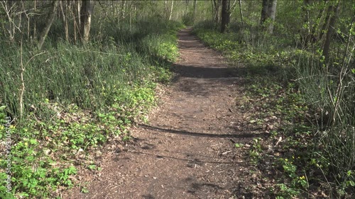Wallpaper Mural A bright spring day reveals a forest path bordered by dense horsetail growth and fresh vegetation. Sunlight filters through slender trees, casting soft shadows across the undisturbed woodland floor.  Torontodigital.ca