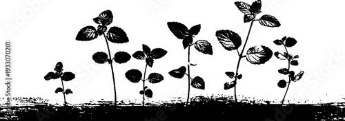 Herbs on window sill in high contrast stencil style for kitchen decor