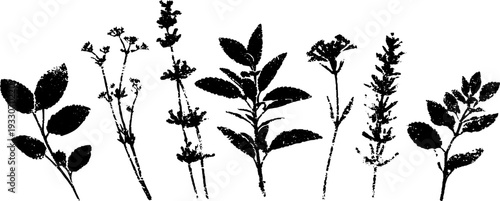High contrast abstract stencil of herbs on window sill for botanical design