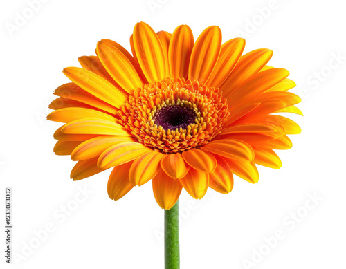 Vibrant orange daisy bloom with dark center, isolated on black