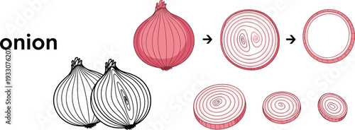 Onion line art illustration set. Whole and sliced onion diagram with ring structure. Hand drawn black and white vegetable outline isolated on white background.