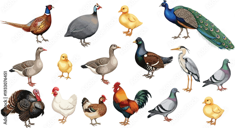 Fototapeta premium Farm and wild birds collection poultry wildlife realistic vector illustration set