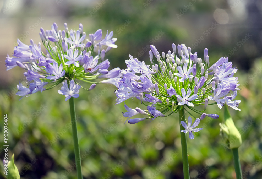 Obraz premium Blossom African lily (lat.- Agapanthus africanus)