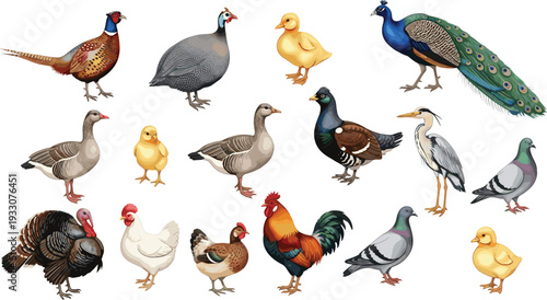 Farm and wild birds collection poultry wildlife realistic vector illustration set