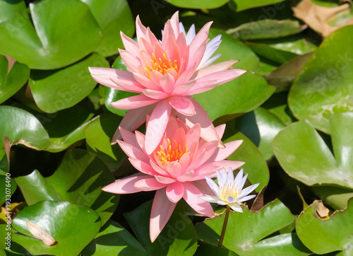Fotografie Blooming nymphea closeup (Lat. - nymphaea)