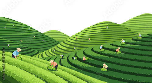 Farmers Harvesting Tea on Vibrant Green Terraced Hills Illustration in Flat Vector Style