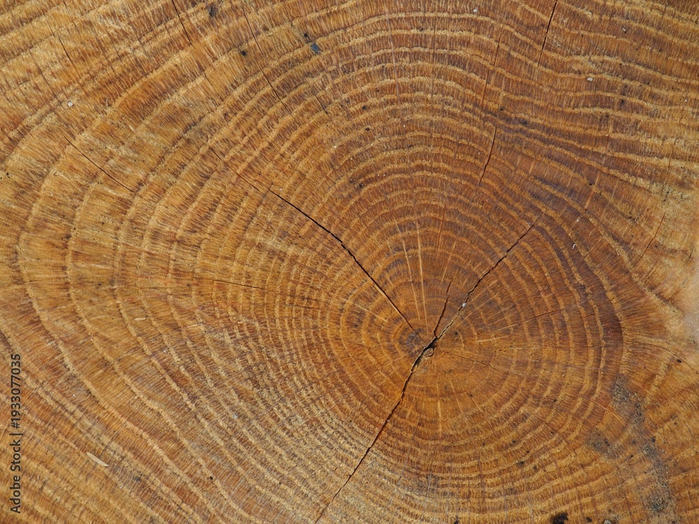 Fototapeta premium Macro tree, a section of a tree