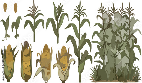 Vintage Botanical Corn Illustration Set Showing Life Cycle and Maize Field Vector