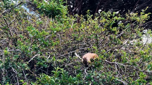 A rock hyrax roams and eats freely in Cape Town.