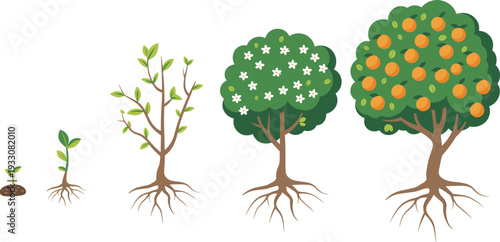 Illustration of fruit tree life cycle showing seedling, young plant, flowering tree, and mature fruit-bearing tree, symbolizing growth, agriculture, biology, botany, and environmental education