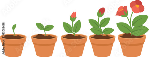 Illustration of flowering plant life cycle in terracotta pots showing sprout, seedling, bud, mature plant, and full bloom, symbolizing biology, botany, growth, and development