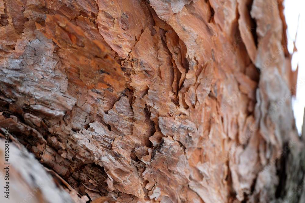 Fototapeta premium Intricate textures of bark reveal nature's stunning details