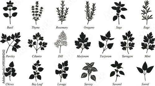 A comprehensive collection of culinary herbs silhouettes vector illustration set for cooking, kitchen design, and healthy eating concepts.