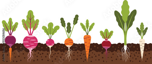 Root vegetables growing underground illustration. Carrot, beetroot and radish with soil cross section. Flat farm garden vector isolated on white background.
