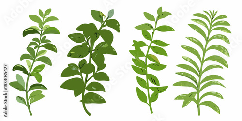 Four different green plant stems with varying leaf shapes and textures