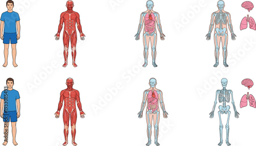 Human anatomy illustration set showing muscular, skeletal and internal organ systems with male body structure diagrams in medical education styleHuman anatomy 