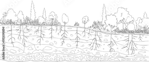 Cross section of soil layers showing plant roots and diverse vegetation above ground