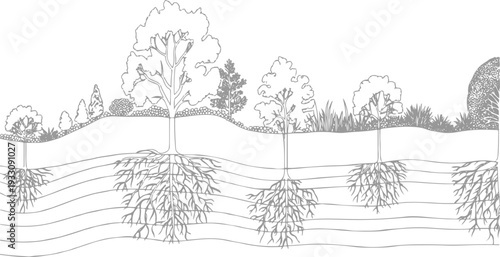 Cross section of trees showing root systems extending into layered soil strata roots