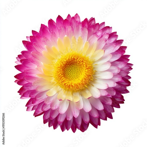 Vibrant Close-Up of a Beautiful Pink and Yellow Flower with Delicate Petals and Radiant Center