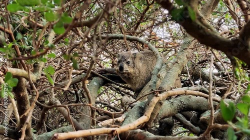 A rock hyrax roams and eats freely in Cape Town.