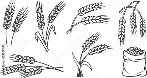 Collection of black line wheat ears and a sack of grain on a white background stalk harvest