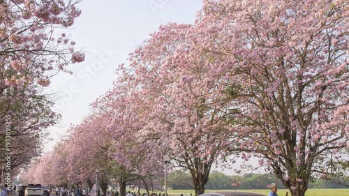 Nakhonpathom , Thailand - 23 Feb, 2026 : a lot of Traveler at Pink trumpet tree row for take the photo  