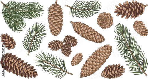 Pinecones and pine needles illustration set, coniferous tree vector artwork, botanical design graphics, forest nature icons collection, evergreen symbol