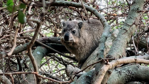 A rock hyrax roams and eats freely in Cape Town.