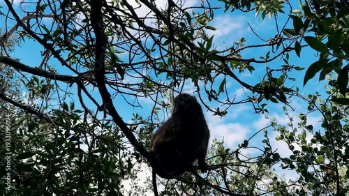 A rock hyrax roams and eats freely in Cape Town.