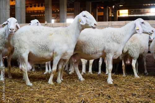 sheeps and lambs standing in barn of farm for milk production and breeding and sale of mutton