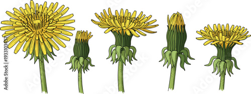 Dandelion flower stages blooming botanical plant detailed vector illustration collection