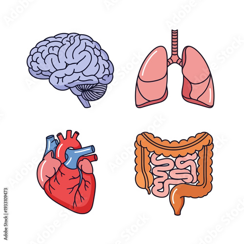 Human Organs Set: Brain, Lungs, Heart, Intestines - Medical Illustration