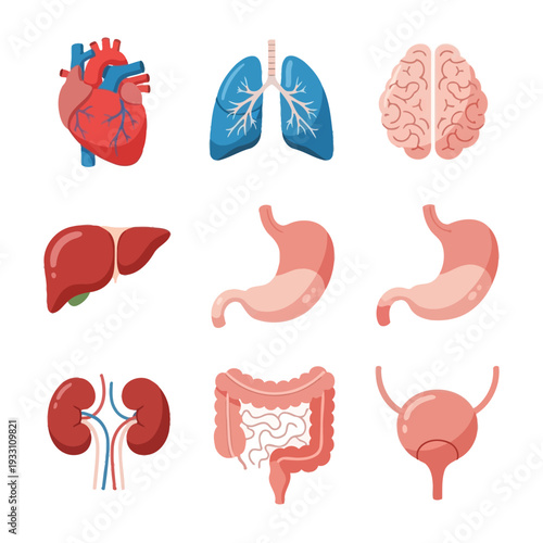 Human Organs Collection: Heart, Lungs, Brain, Liver, Stomach, Kidneys, Intestines, Bladder