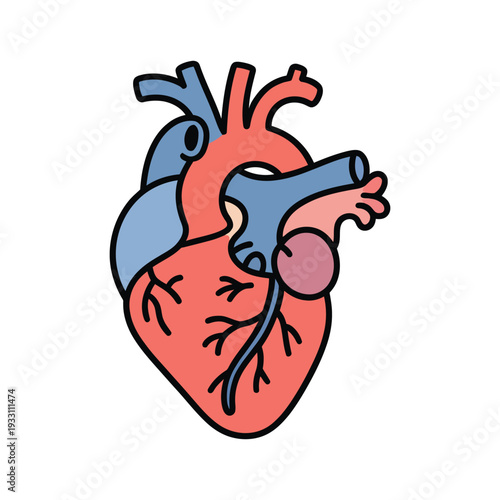 human heart anatomy model