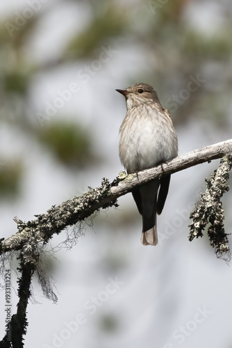 Spotted flycatcher